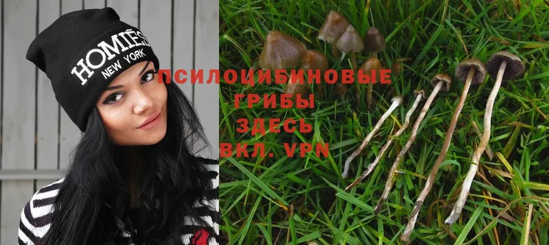 Галлюциногенные грибы Magic Shrooms  Апатиты 